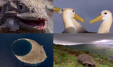 
Marine iguana, Waved Albatross, Galapagos tortoise, Genovesa from the air - Galapagos The Islands That Changed the World DVD
